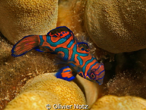 very shy mandarin fish by Olivier Notz 